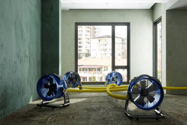 Best Mold removal after water damage  in Eslon, CA